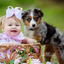 Miniature Australian Shepherds and Toy Australian Shepherds from Southern Belle Aussies