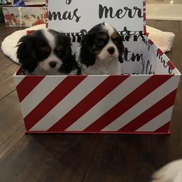 Cavalier King Charles Spaniel Puppies from Ridgefield Cavaliers