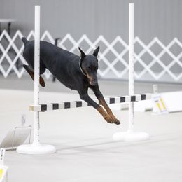 Xena - Doberman Pinscher