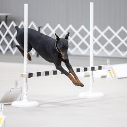 Xena - Doberman Pinscher