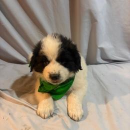 Emerald - White and black female Karakachan puppy in Pikeville, Tennessee from Rock Solid Ranch
