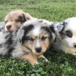 Toy Australian Shepherds from 4T Toy and Mini Australian Shepherds
