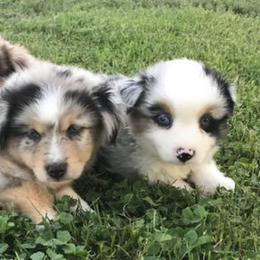 Toy Australian Shepherds from 4T Toy and Mini Australian Shepherds