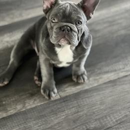 French Bulldog Puppies from The Frenchie Ravine Connection LLC