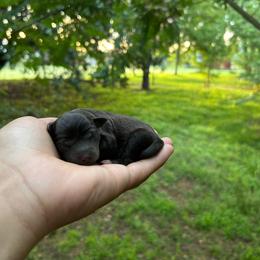 Chrissy - Liver female Miniature Schnauzer puppy in Clover, South Carolina from Bobo’s Babies Kennels