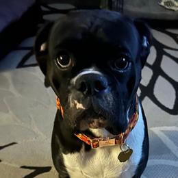 Nala - Boxer