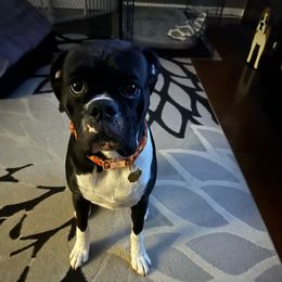 Nala - Boxer