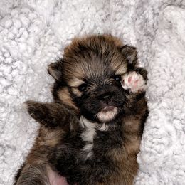 Pomeranian Puppies from POMS USA