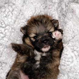 Pomeranian Puppies from POMS USA
