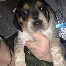 Beagle Puppies from C.R.P. Kennels