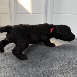 Cartwright's Samuel Heareth His Shepherd's Voice - Black male Poodle puppy in Albany, Kentucky from Impressive Cartwright Standards