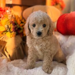Toffee - Cream female Goldendoodle puppy in Somerset, Kentucky from Hilltop Doodles KY LLC