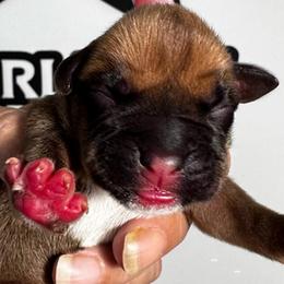 Miss Blue - Fawn female Boxer puppy in Palm Coast, Florida from Starlight Boxer Corner