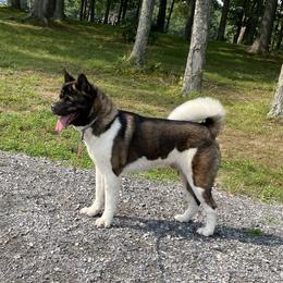 Bo - Akita