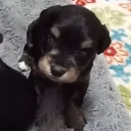 Black and Silver - Miniature Schnauzer puppy from Schnauzer Affinity