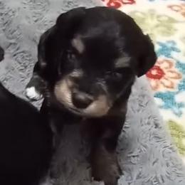 Black and Silver - Miniature Schnauzer puppy from Schnauzer Affinity