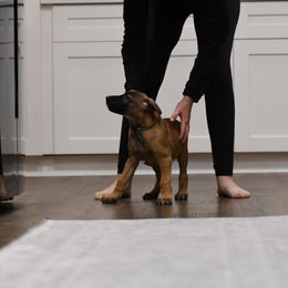 Honcho - Fawn Belgian Malinois puppy in Dade City, Florida from Vom Chircop Malinois