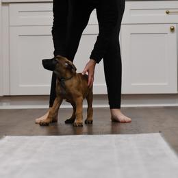 Honcho - Fawn Belgian Malinois puppy in Dade City, Florida from Vom Chircop Malinois