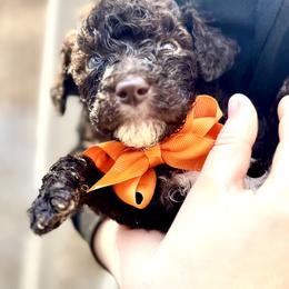 Ghirardelli - Chocolate male Goldendoodle puppy in Cross, South Carolina from DoodleDandy & Danes