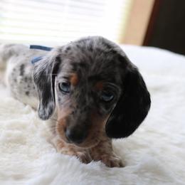 Gray - Dapple male Dachshund puppy in Peebles, Ohio from Cave Valley Hounds