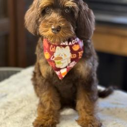 Cherry - Chocolate female Australian Labradoodle puppy in Anderson, California from Shaggy Doodles
