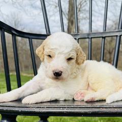 Chocolate Chip - Parti male Pyredoodle puppy in Bowling Green, Ohio from FDF Pyredoodles & Bernedoodles