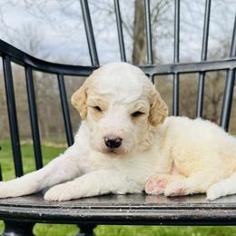 Chocolate Chip - Parti male Pyredoodle puppy in Bowling Green, Ohio from FDF Pyredoodles & Bernedoodles