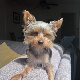 Maisie - Yorkshire Terrier