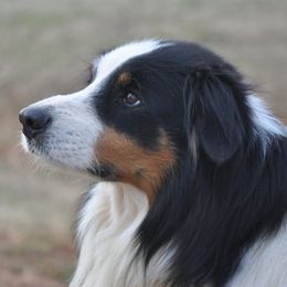 Benji - Old Time Scotch Collie