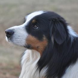 Benji - Old Time Scotch Collie