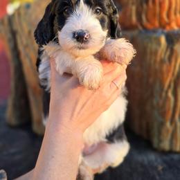 Stormy - Parti female Goldendoodle puppy in Eugene, Oregon from Oregon's Legendary Goldendoodles