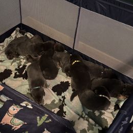 German Shepherd puppies from M&M Shepherd Farms