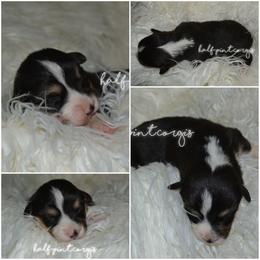 American Corgi and Pembroke Welsh Corgi Puppies from Half-Pint Corgis