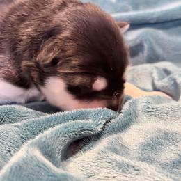 Boy 2 - Red and white male Alaskan Malamute puppy in Incline Village, Nevada from Snowlion Alaskan Malamutes