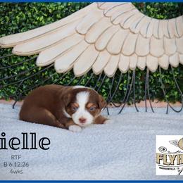Brielle - Red tri female Miniature Australian Shepherd puppy in Madisonville, Texas from Flying LL Aussies