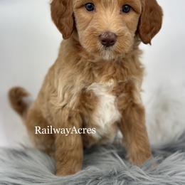 Bloom - Apricot female Goldendoodle puppy in Milford, Indiana from Railway Acres Kennel