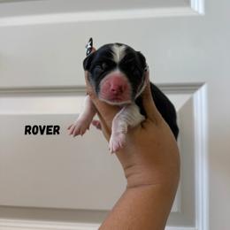 Rover - Black and tan male Pembroke Welsh Corgi puppy in Red Bluff, California from Wilder Ranch Corgis