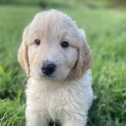 Aussiedoodles from Vermillion Valley Aussiedoodles
