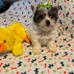 Betsy.   STILL AVAILABLE - Parti female Yorkshire Terrier puppy in Brandenburg, Kentucky from Lil Amazing Paws Yorkshire Terriers