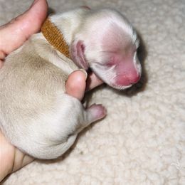 Snowy cream boy - Cream male Dachshund puppy in Prescott, Arizona from Dachshund Family Love Breeders