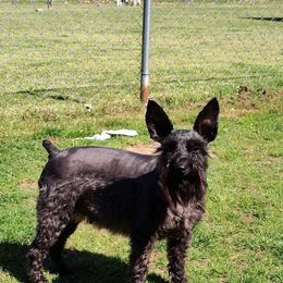 Raven Moon - Black female Miniature Schnauzer puppy in Diana, Texas from Happy Pawz Schnauzers