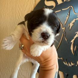 Girl 1 - Parti female Miniature Schnauzer puppy in Fort Worth, Texas from Sissy’s Schnauzers