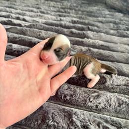 HL male 2 - Slate male Chinese Crested puppy in Blue Earth, Minnesota from Ciao Bella Chinese Cresteds