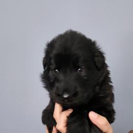Sadie - Black female German Shepherd puppy in White Cloud, Michigan from Von WestLynn German Shepherds