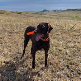 Shock - Pudelpointer