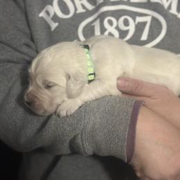 Boy pick 4 - Light golden male Golden Retriever puppy in Waterford, Pennsylvania from Living on Faiths Golden Retrievers