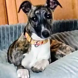 Sapphire - Black brindle female Whippet puppy in Goldendale, Washington from Amulet Charm