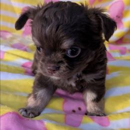 Magel - Chocolate male Chihuahua puppy in Amity, Pennsylvania from Baxters Chihuahuas