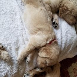 Goldendoodle Puppies from Jennifer's Canines