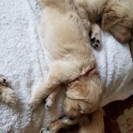 Goldendoodle Puppies from Jennifer's Canines